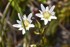 Gentiana douglasiana