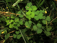 Oxalis