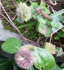 Clinopodium chinense