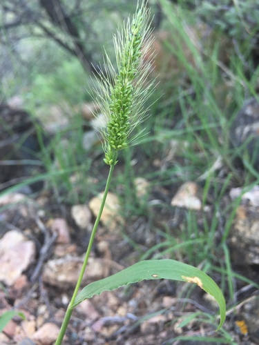 Image of Setaria macrostachya by (c) Oscar C. González Martínez, some rights reserved (CC BY-SA)