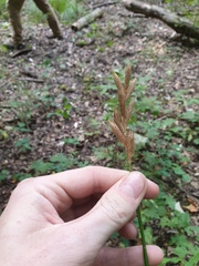 Carex muskingumensis