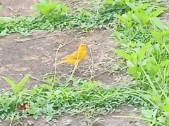 Sicalis flaveola flaveola