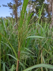Panicum dichotomiflorum