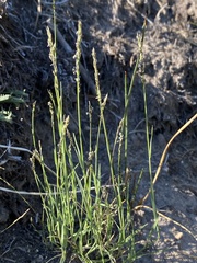 Muhlenbergia richardsonis