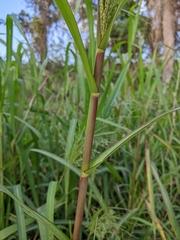 Panicum dichotomiflorum