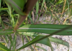 Panicum dichotomiflorum