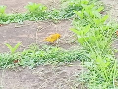 Sicalis flaveola flaveola