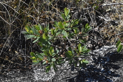 Vaccinium uliginosum