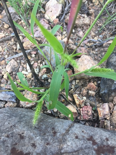Image of Setaria macrostachya by (c) Oscar C. González Martínez, some rights reserved (CC BY-SA)
