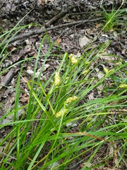Carex tuckermanii