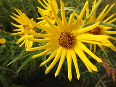 Helianthus maximiliani