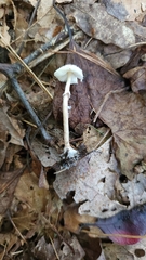 Lepiota atrodisca