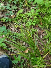 Carex tuckermanii