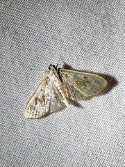 Palpita freemanalis
