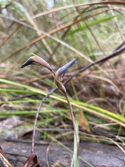 Lyperanthus suaveolens