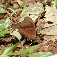 Junonia genoveva hilaris