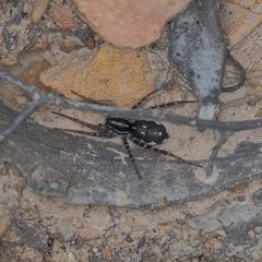 Nyssus coloripes