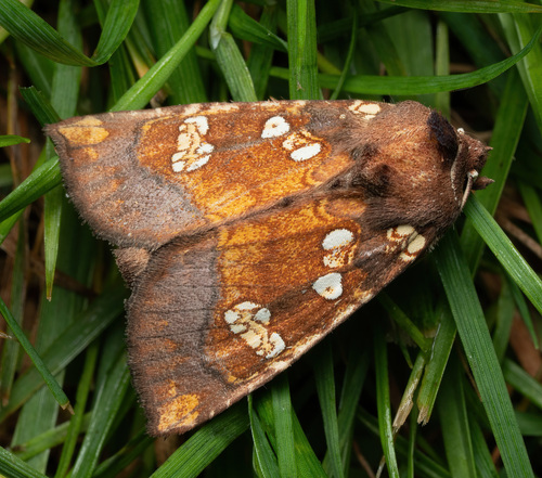 Biggs' noctuidae moth