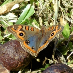 Junonia genoveva hilaris