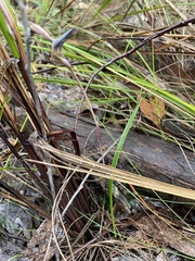 Lyperanthus suaveolens