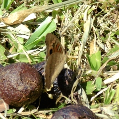 Junonia genoveva hilaris