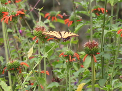 Papilio multicaudata multicaudata