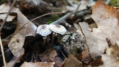 Lepiota atrodisca
