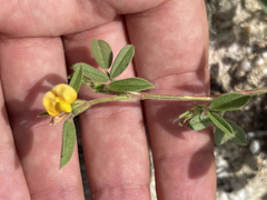 Stylosanthes viscosa