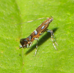 Parectopa pennsylvaniella