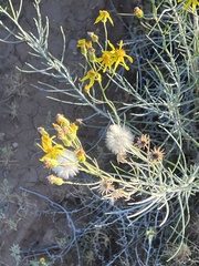 Senecio flaccidus