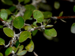 Coprosma wallii