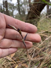 Lyperanthus suaveolens