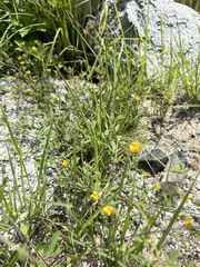 Stylosanthes viscosa