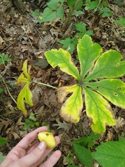 Podophyllum peltatum