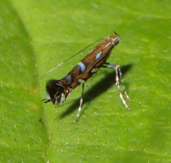 Parectopa pennsylvaniella