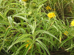 Helianthus maximiliani