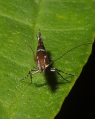 Parectopa pennsylvaniella