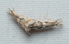 Microcrambus
