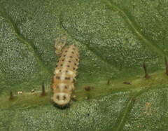 Psyllobora vigintimaculata