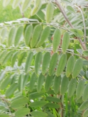Faboideae