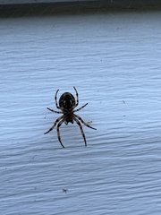 Larinioides cornutus