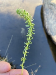 Ivesia lycopodioides