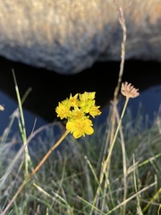 Ivesia lycopodioides