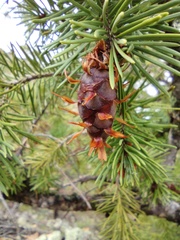 Pseudotsuga menziesii glauca