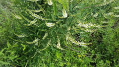 Eysenhardtia polystachya