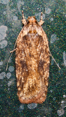 Agonopterix pulvipennella