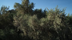 Salsoloideae