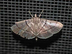 Dichocrocis xuthusalis