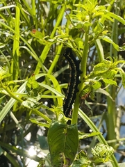 Theretra oldenlandiae