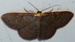 Leptostales pannaria